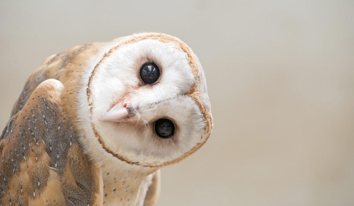 Owl tilting its head | what do studies about hypnosis show | Dee Romanek